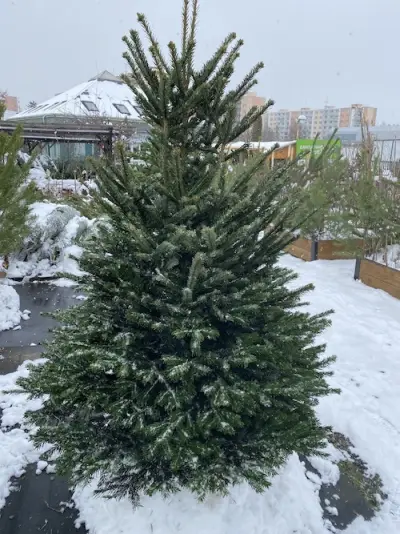 Fotka ze zahradnictví