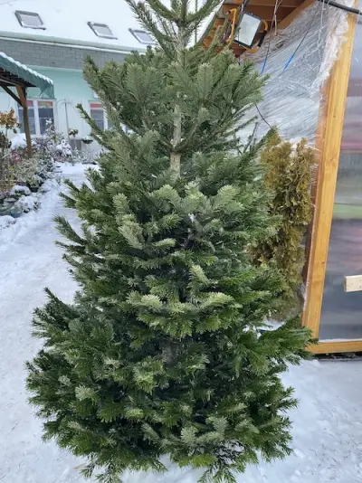 Fotka ze zahradnictví