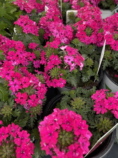 180836F0-939C-4746-9ED8-AE2621F90B05.jpeg